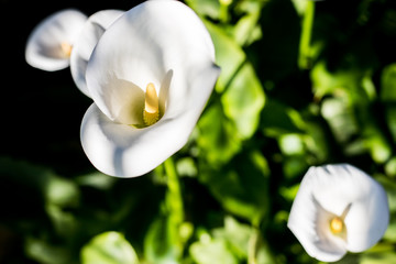 close up of white flower called alcatraz 