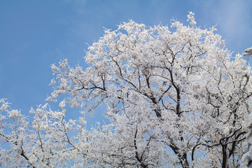 frosty snow covered tree on blue sky