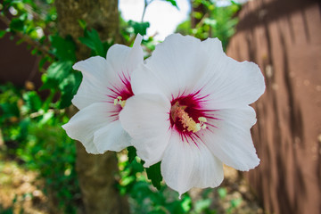 Hibiscus syriacus. Red Heart. Beautiful tropical flower in a garden in Croatia © Joppi