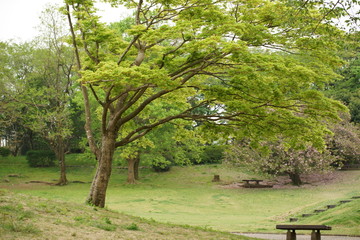 What do you say to taking a walk in the park?