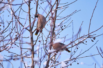 Waxwings on trees in Siberian winter