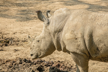Fototapeta premium Zoo - rhinoceros