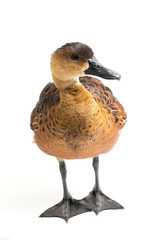 The wandering whistling duck (Dendrocygna arcuata) or tree duck isolated on white background