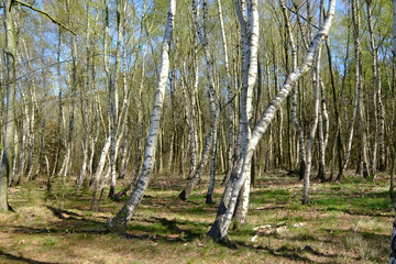 Junger Birkenwald im Frühling