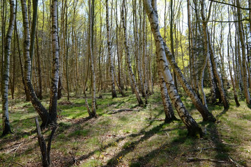 Fototapeta premium Birkenwald im Gegenlicht