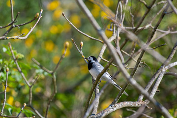 Wagtail, Motacilla Alba on a branch in spring