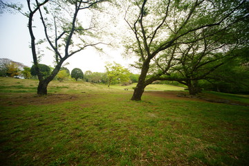 Fototapeta premium What do you say to taking a walk in the park?
