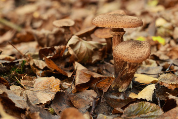 
mushrooms in the autumn forest in the leaves