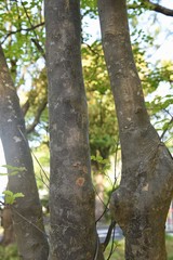 Kousa dogwood(Cornus kousa) bark and leaves / Cornaceae deciduous tall tree