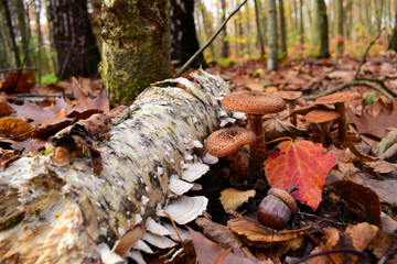 
mushrooms and acorn in the autumn forest in the leaves