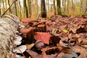 mushrooms and acorn in the autumn forest in the leaves