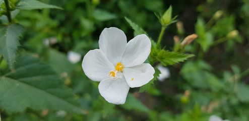 jasmine water flower green garden