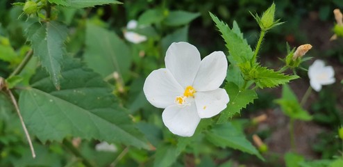 jasmine water flower green garden