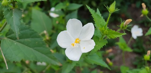jasmine water flower green garden