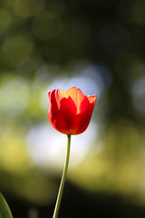 Obraz premium Radiant green spring background of tulip on bokeh bqackground for a concept