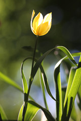 Naklejka premium Radiant green spring background of tulip on bokeh bqackground for a concept