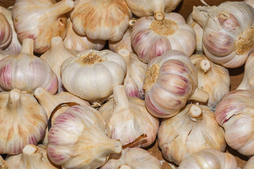 White garlic texture for background and selective focus