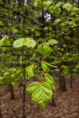 Frühling im Wald: Frische Blätter an Zweigen und Bäumen (Buchen)