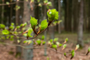 Fr&uuml;hling im Wald: Knospen und gr&uuml;ne, frische Bl&auml;tter an B&auml;umen (Buchen) in einem Mischwald
