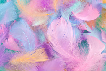 Fototapeta premium Colorful feather background, top view.