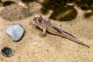 Single Atlantic mudskipper fish - latin Periophthalmus barbarus - natively inhabiting fresh, marine and brackish waters of tropical Atlantic, costs of Africa and Indian ocean in an zoological garden t