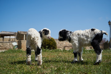 Obraz premium Farm animal goat. Goat livestock on farm on sunny day