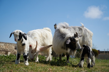 Farm animal goat. Goat livestock on farm on sunny day
