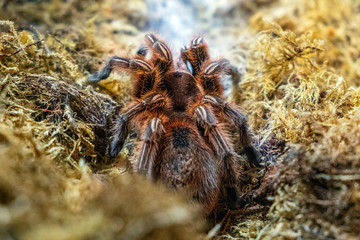 Single Chilean Rose Tarantula spider - latin Gramostola rosea - known also as Rose hair tarantula, Chilean fire tarantula natively inhabiting Chile in an zoological garden terrarium