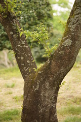 It is located in Shizuoka