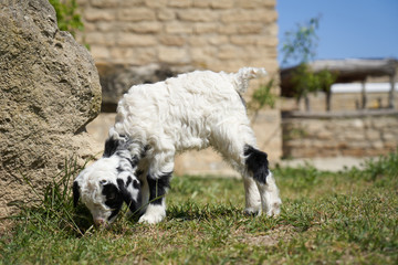 Obraz premium Farm animal goat. Goat livestock on farm on sunny day