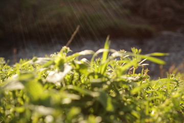 Grashalme mit Sonnenstrahlen