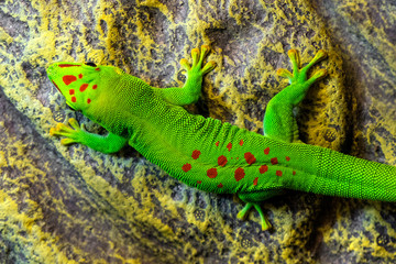 Single Madagascar Giant Day Gecko - latin Phelsuma grandis - diurnal arboreal lizard natively inhabiting tropical forest of Madagascar, in an zoological garden tropical terrarium