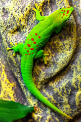 Single Madagascar Giant Day Gecko - latin Phelsuma grandis - diurnal arboreal lizard natively inhabiting tropical forest of Madagascar, in an zoological garden tropical terrarium