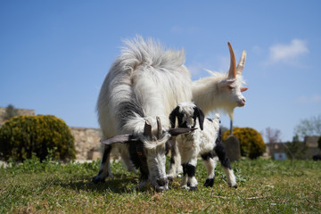 Obraz premium Farm animal goat. Goat livestock on farm on sunny day