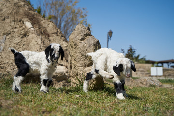 Naklejka na ściany i meble Farm animal goat. Goat livestock on farm on sunny day