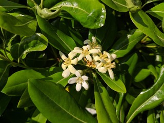 Obraz premium Pittosporum tobira blossoms in the spring afternoon