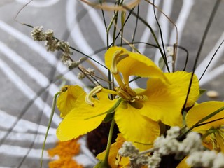 Yellow flowers on blooming cassia auriculata - senna tree during spring