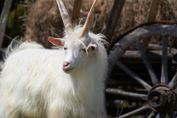 Farm animal goat. Goat livestock on farm on sunny day