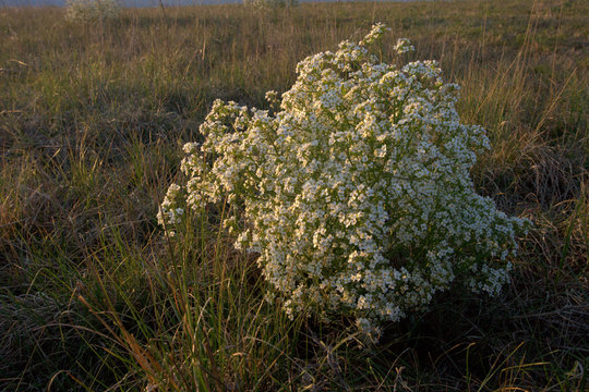 cambre tataria