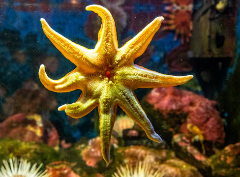 Single Red Sunstar - Latin Crossaster Papposus - Known Also Red Sea Star, Inhabiting Northern Parts Of Atlantic And Pacific Ocean, In An Zoological Garden Marine Aquarium