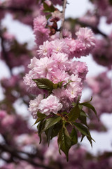 Blooming cherry tree with delicate terry flowers, sakura. Pink floral background
