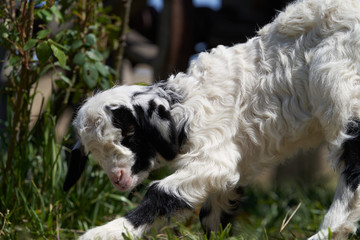 Farm animal goat. Goat livestock on farm on sunny day