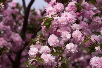 Fototapeta premium Blooming cherry tree with delicate terry flowers, sakura. Pink floral background