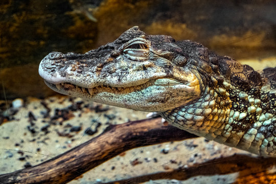 Single Dwarf caiman - latin Paleosuchus palpebrosus - known also as Cuvier&rsquo;s dwarf caiman natively inhabiting wet forests of South America, in an zoological garden terrarium