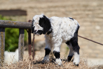 Obraz premium Farm animal goat. Goat livestock on farm on sunny day