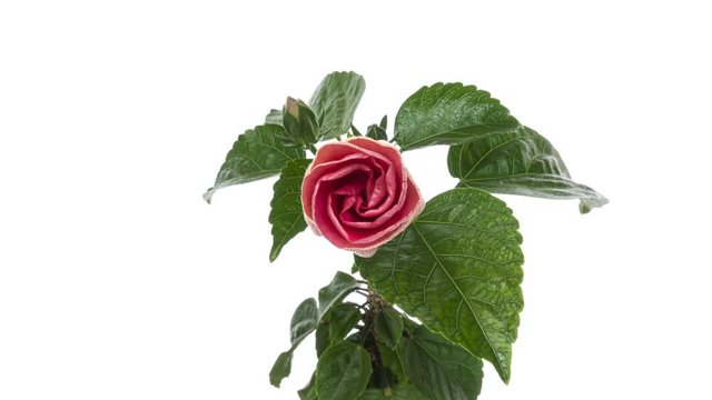 Timelapse of the hibiscus flower blooming on a white background