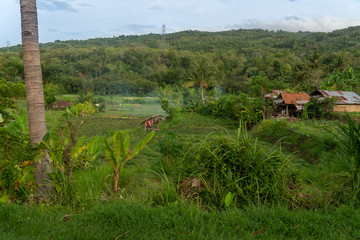 Local Balinese Houses among Palm Trees