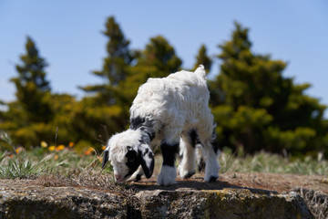 Farm animal goat. Goat livestock on farm on sunny day