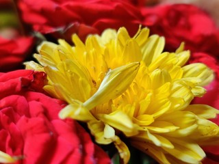 Fototapeta premium yellow coloured chamanthi flowers in india