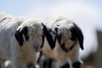 Fototapeta premium Farm animal goat. Goat livestock on farm on sunny day
